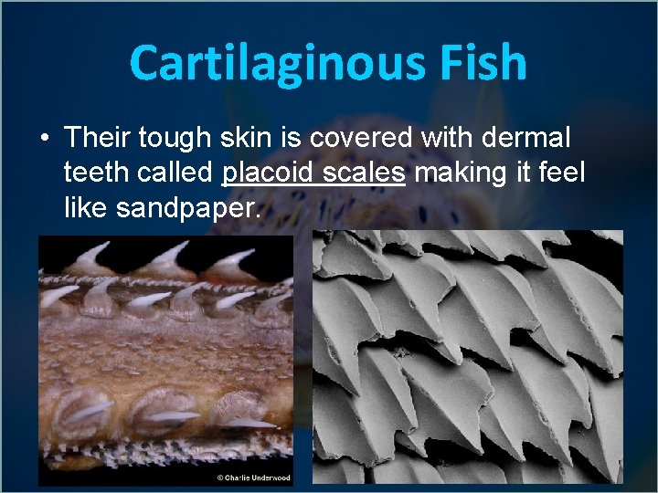 Cartilaginous Fish • Their tough skin is covered with dermal teeth called placoid scales