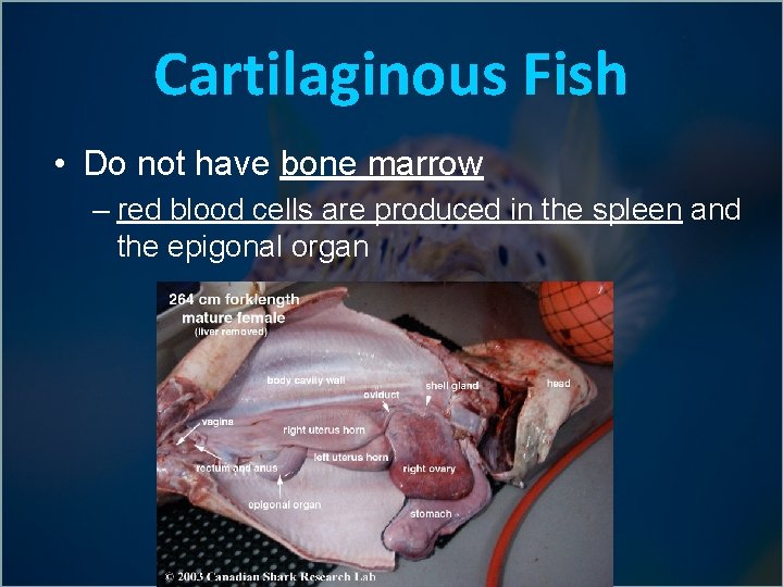 Cartilaginous Fish • Do not have bone marrow – red blood cells are produced