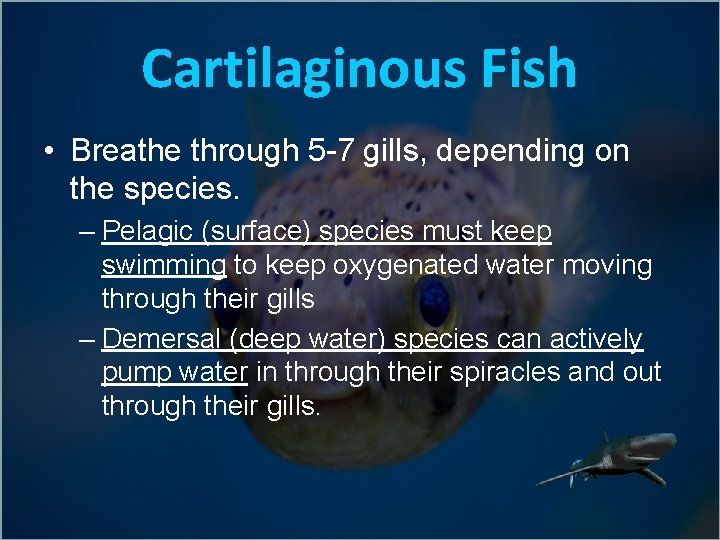 Cartilaginous Fish • Breathe through 5 -7 gills, depending on the species. – Pelagic