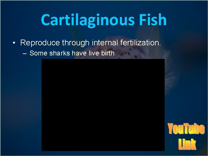Cartilaginous Fish • Reproduce through internal fertilization. – Some sharks have live birth 