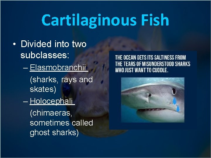 Cartilaginous Fish • Divided into two subclasses: – Elasmobranchii (sharks, rays and skates) –