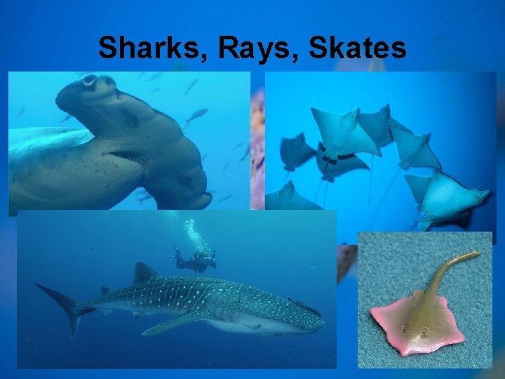 Sharks, Rays, Skates 