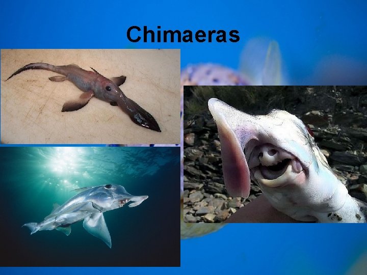 Chimaeras 