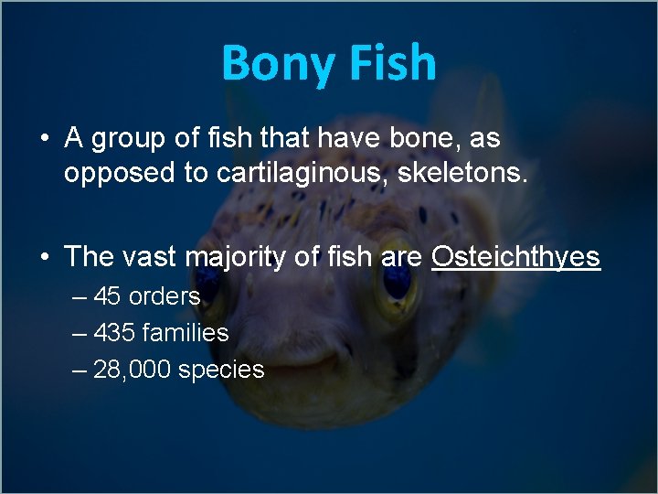Bony Fish • A group of fish that have bone, as opposed to cartilaginous,
