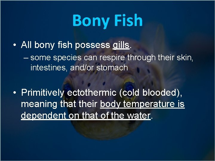 Bony Fish • All bony fish possess gills. – some species can respire through