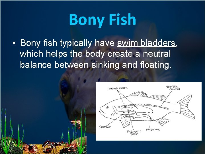 Bony Fish • Bony fish typically have swim bladders, which helps the body create