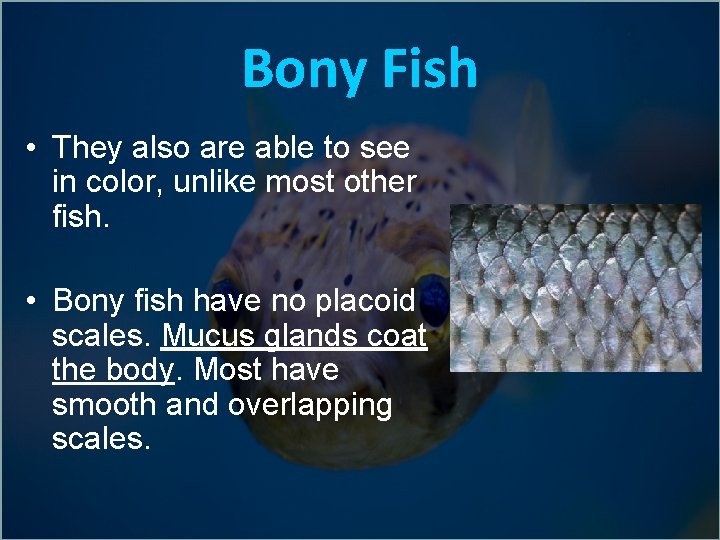 Bony Fish • They also are able to see in color, unlike most other