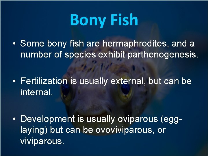 Bony Fish • Some bony fish are hermaphrodites, and a number of species exhibit