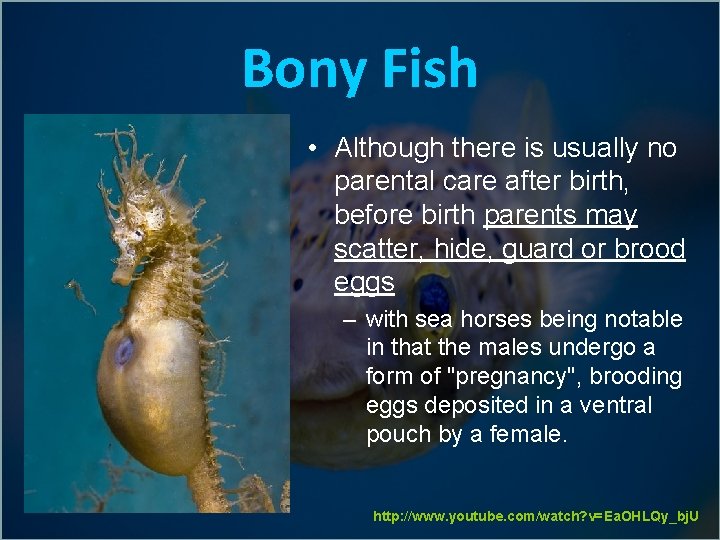 Bony Fish • Although there is usually no parental care after birth, before birth