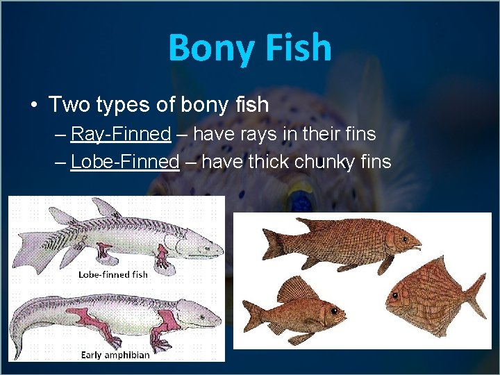 Bony Fish • Two types of bony fish – Ray-Finned – have rays in