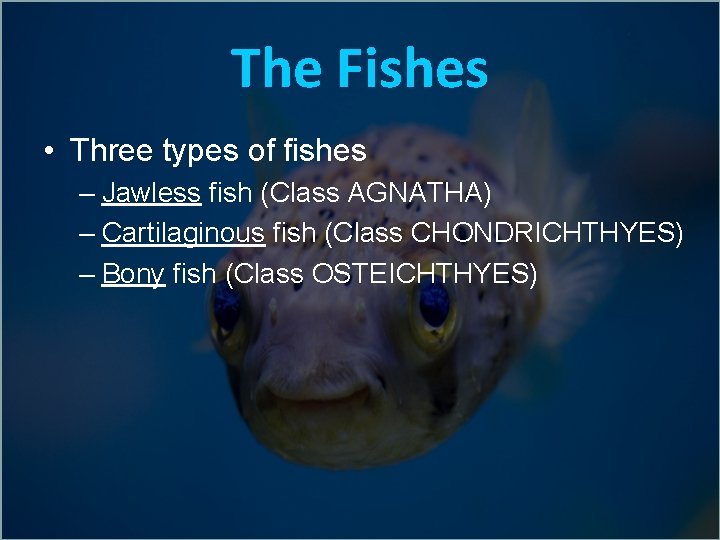 The Fishes • Three types of fishes – Jawless fish (Class AGNATHA) – Cartilaginous