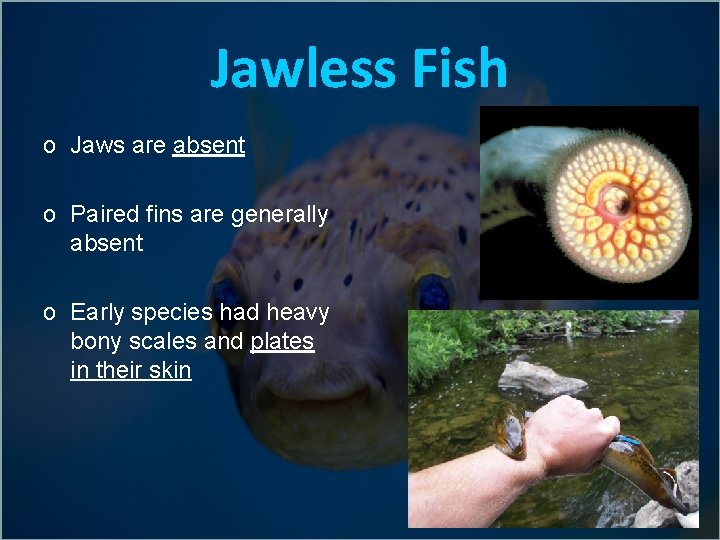 Jawless Fish o Jaws are absent o Paired fins are generally absent o Early