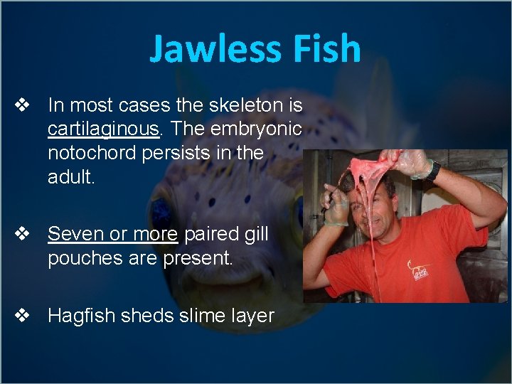 Jawless Fish v In most cases the skeleton is cartilaginous. The embryonic notochord persists