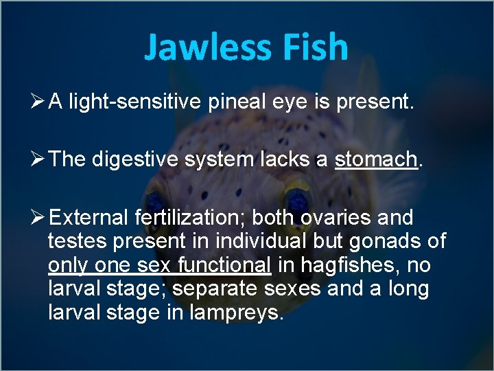 Jawless Fish Ø A light-sensitive pineal eye is present. Ø The digestive system lacks