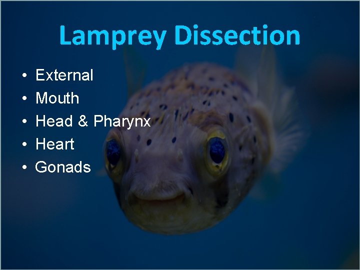 Lamprey Dissection • • • External Mouth Head & Pharynx Heart Gonads 