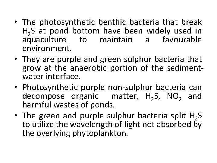 • The photosynthetic benthic bacteria that break H 2 S at pond bottom • The photosynthetic benthic bacteria that break H 2 S at pond bottom