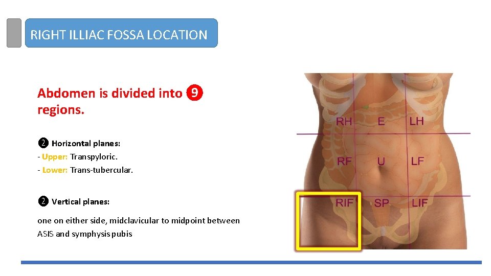 RIGHT ILLIAC FOSSA LOCATION Abdomen is divided into ❾ regions. ❷ Horizontal planes: -