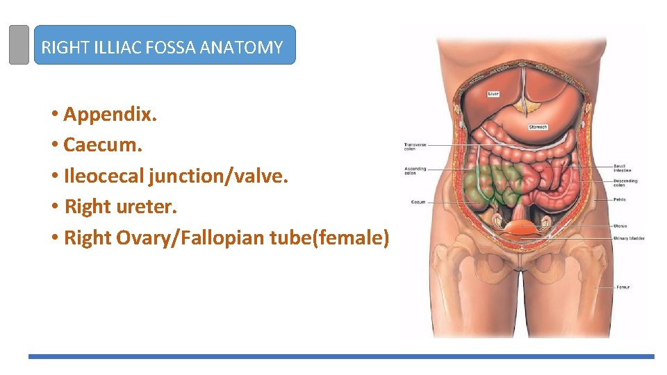 RIGHT ILLIAC FOSSA ANATOMY • Appendix. • Caecum. • Ileocecal junction/valve. • Right ureter.