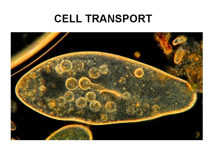 CELL TRANSPORT 