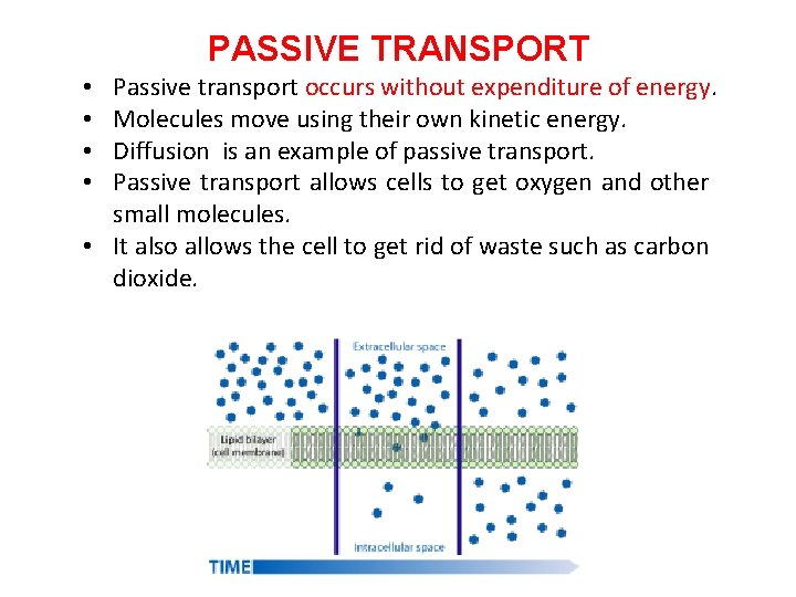 PASSIVE TRANSPORT Passive transport occurs without expenditure of energy. Molecules move using their own
