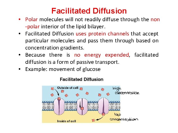 Facilitated Diffusion • Polar molecules will not readily diffuse through the non -polar interior