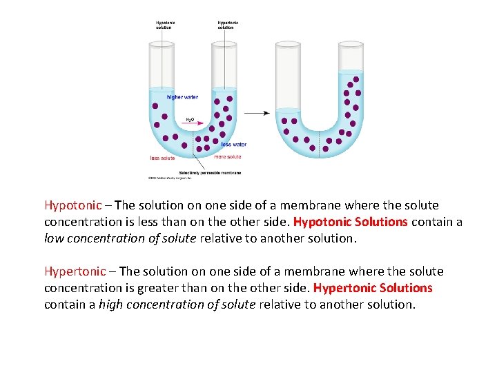 Hypotonic – The solution on one side of a membrane where the solute concentration