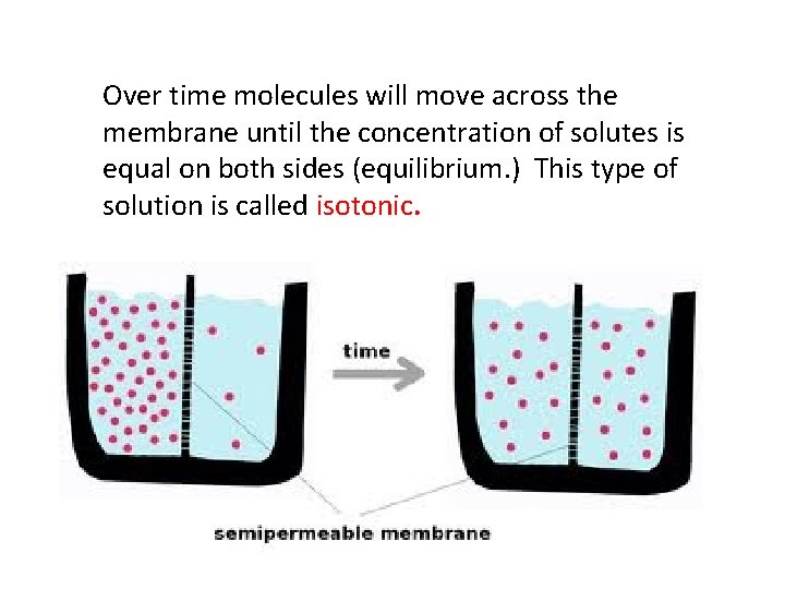 Over time molecules will move across the membrane until the concentration of solutes is