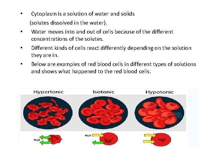  • • Cytoplasm is a solution of water and solids (solutes dissolved in