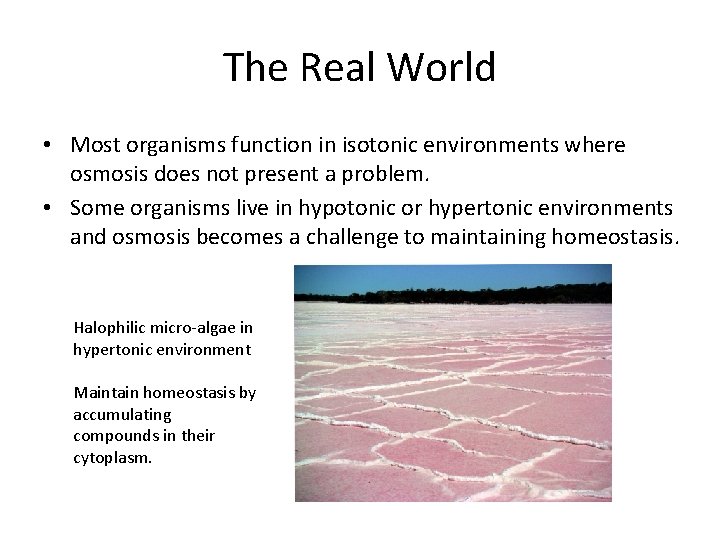 The Real World • Most organisms function in isotonic environments where osmosis does not