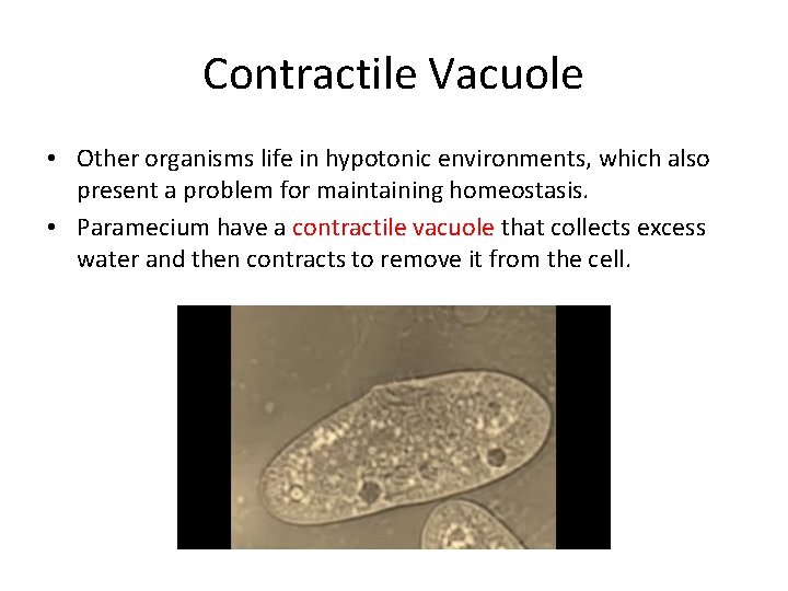 Contractile Vacuole • Other organisms life in hypotonic environments, which also present a problem