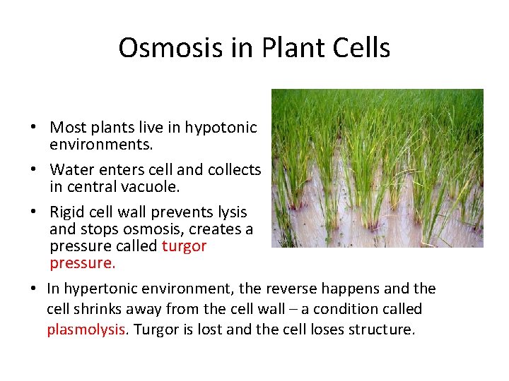 Osmosis in Plant Cells • Most plants live in hypotonic environments. • Water enters