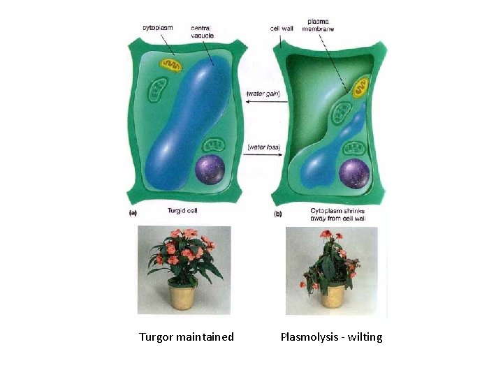 Turgor maintained Plasmolysis - wilting 