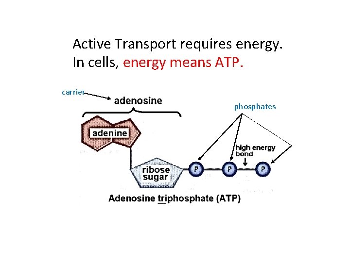 Active Transport requires energy. In cells, energy means ATP. carrier phosphates 
