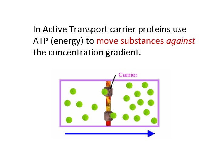 In Active Transport carrier proteins use ATP (energy) to move substances against the concentration