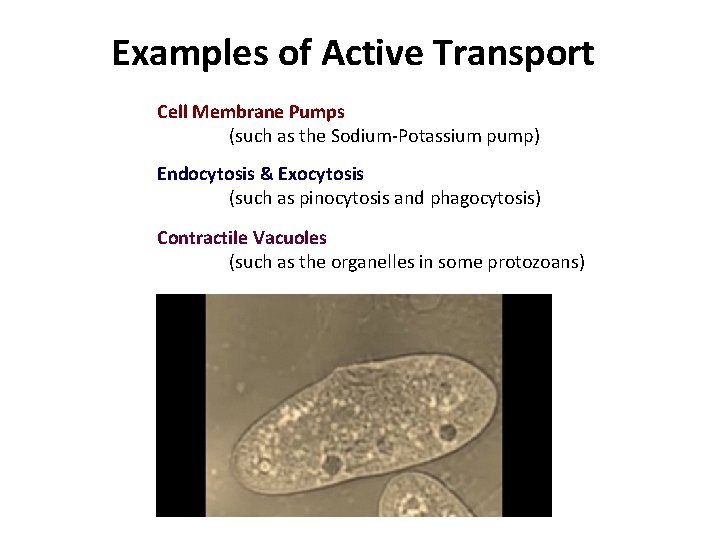 Examples of Active Transport Cell Membrane Pumps (such as the Sodium-Potassium pump) Endocytosis &