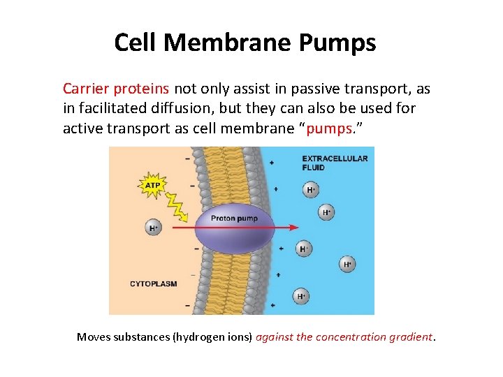Cell Membrane Pumps Carrier proteins not only assist in passive transport, as in facilitated