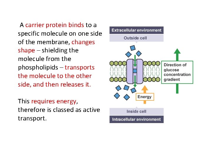 A carrier protein binds to a specific molecule on one side of the membrane,