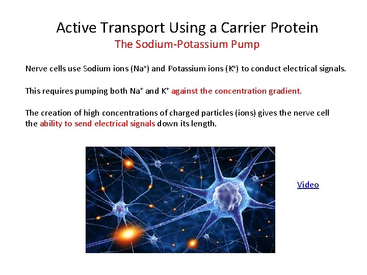 Active Transport Using a Carrier Protein The Sodium-Potassium Pump Nerve cells use Sodium ions