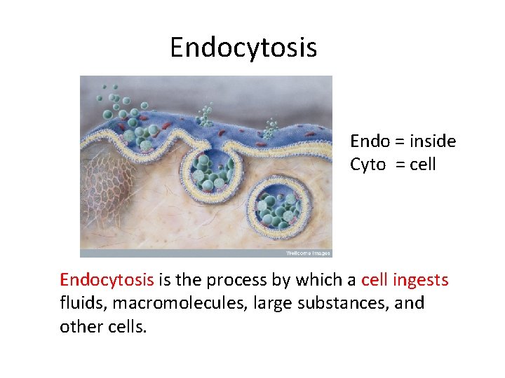 Endocytosis Endo = inside Cyto = cell Endocytosis is the process by which a