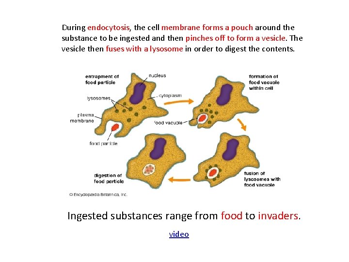 During endocytosis, the cell membrane forms a pouch around the substance to be ingested