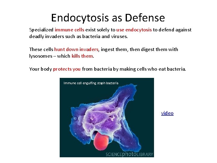 Endocytosis as Defense Specialized immune cells exist solely to use endocytosis to defend against