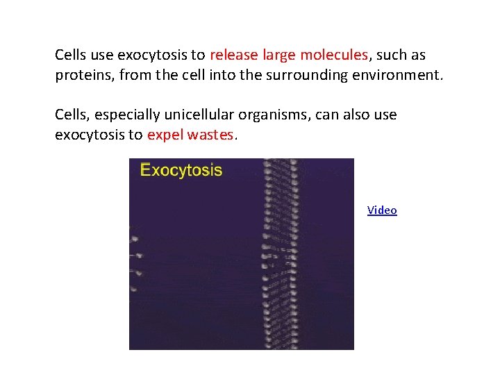 Cells use exocytosis to release large molecules, such as proteins, from the cell into