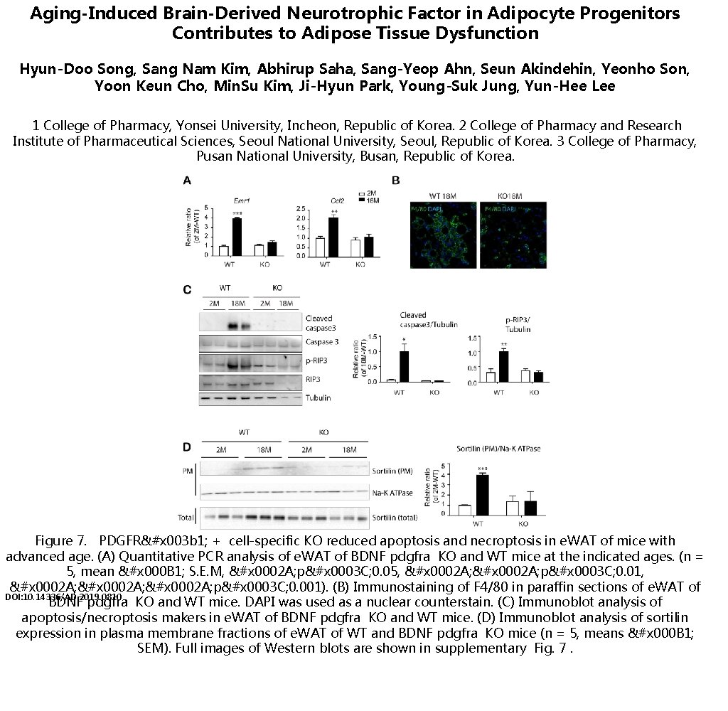 Aging-Induced Brain-Derived Neurotrophic Factor in Adipocyte Progenitors Contributes to Adipose Tissue Dysfunction Hyun-Doo Song,