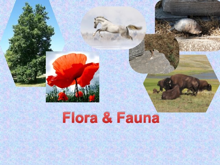 Flora & Fauna Flora & Fauna