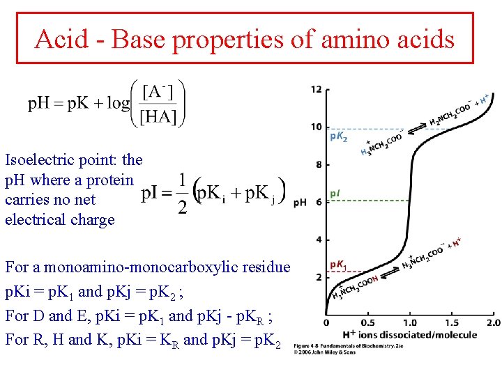 Acid - Base properties of amino acids Isoelectric point: the p. H where a