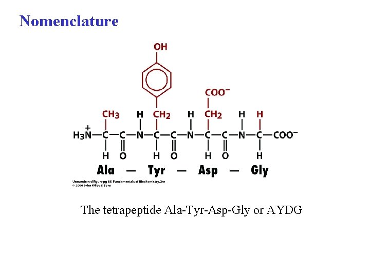 Nomenclature The tetrapeptide Ala-Tyr-Asp-Gly or AYDG 