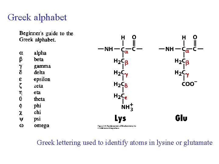 Greek alphabet Greek lettering used to identify atoms in lysine or glutamate 