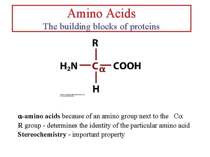 Amino Acids The building blocks of proteins a-amino acids because of an amino group