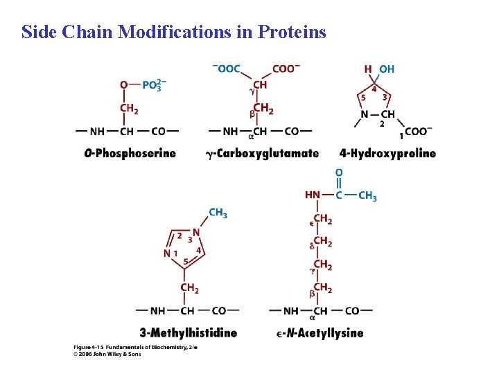 Side Chain Modifications in Proteins 