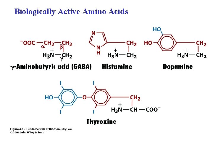 Biologically Active Amino Acids 